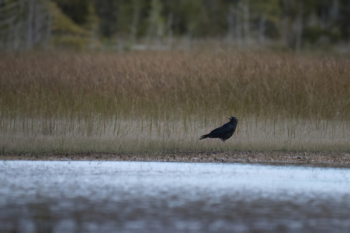 American Crow - ML624374475