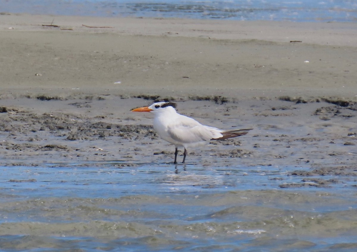 Royal Tern - ML624374558