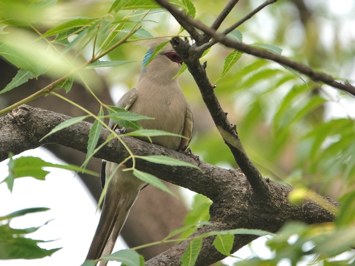 Blue-naped Mousebird - ML624374599