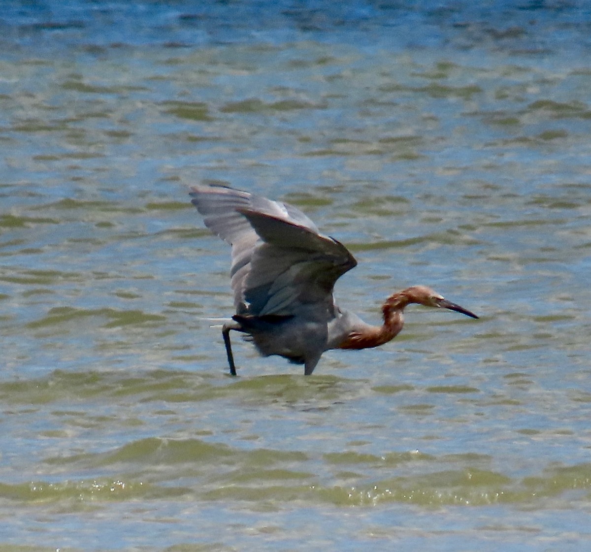 Reddish Egret - ML624374614