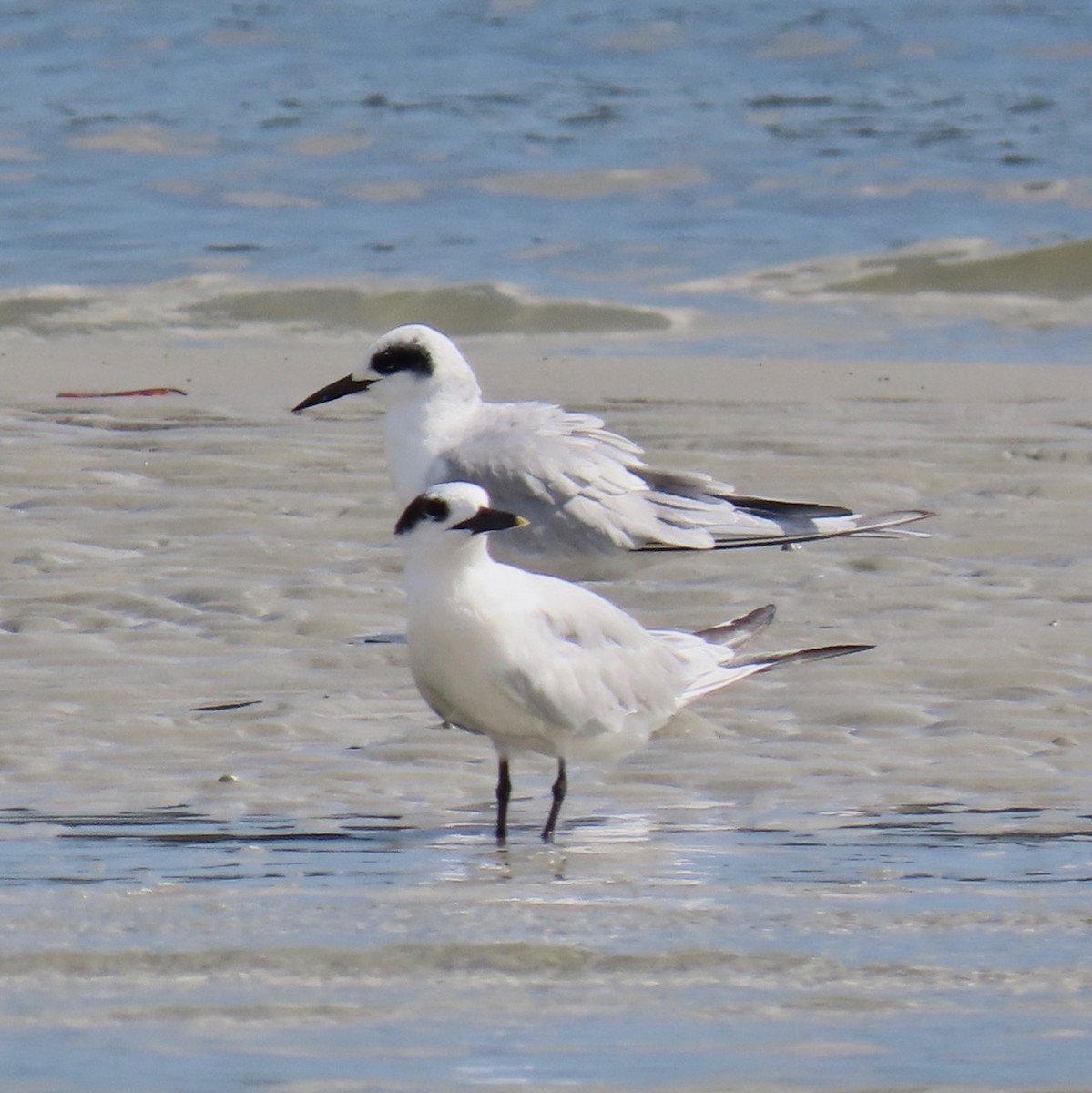 Sandwich Tern - ML624374677