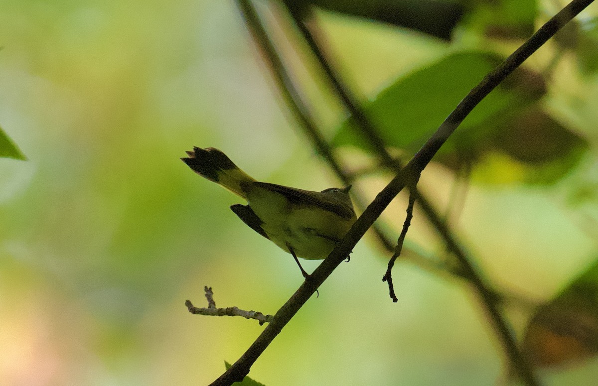 American Redstart - ML624374695