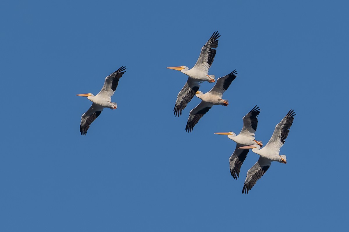 American White Pelican - ML624374706