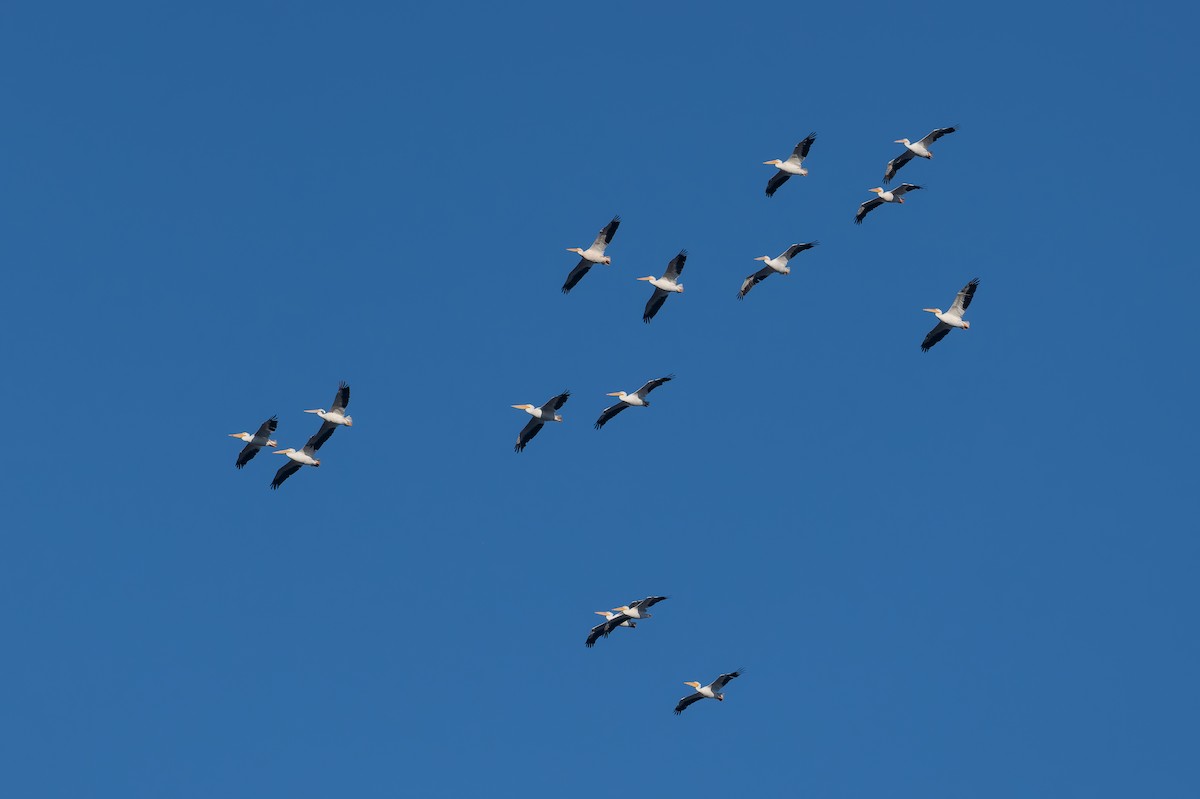 American White Pelican - ML624374707