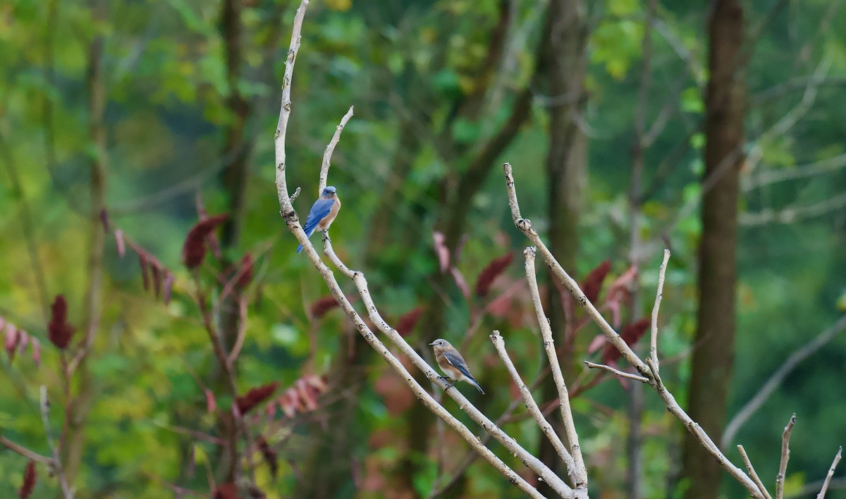 Eastern Bluebird - ML624374722