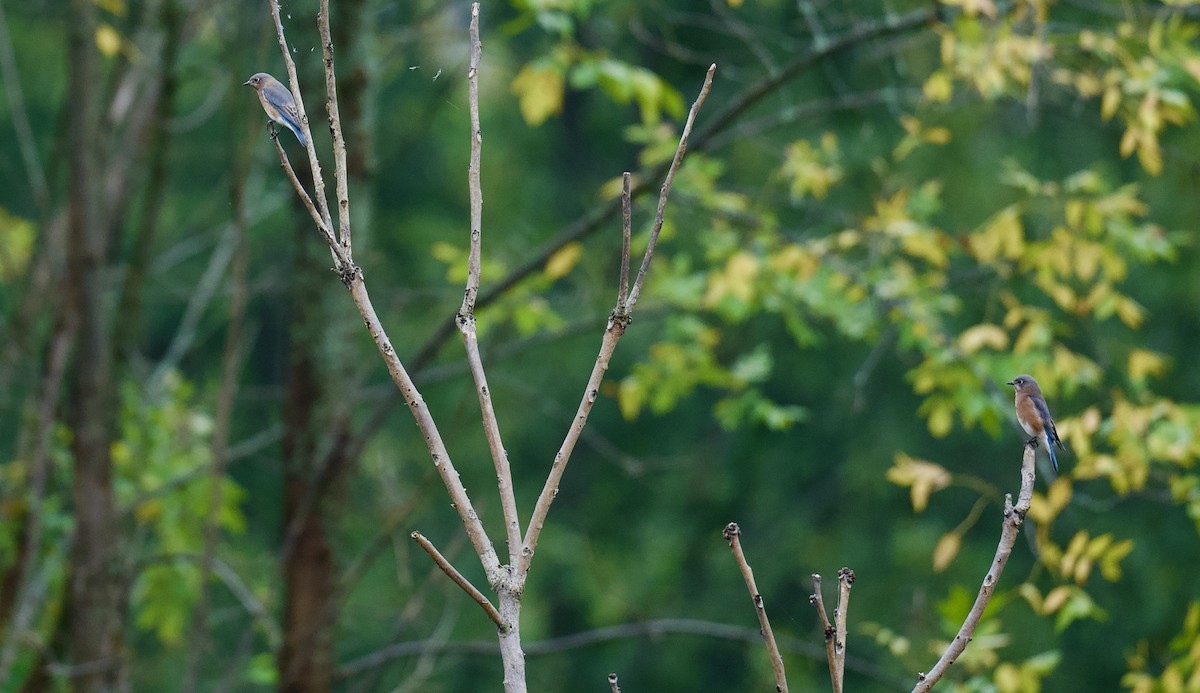 Eastern Bluebird - ML624374727