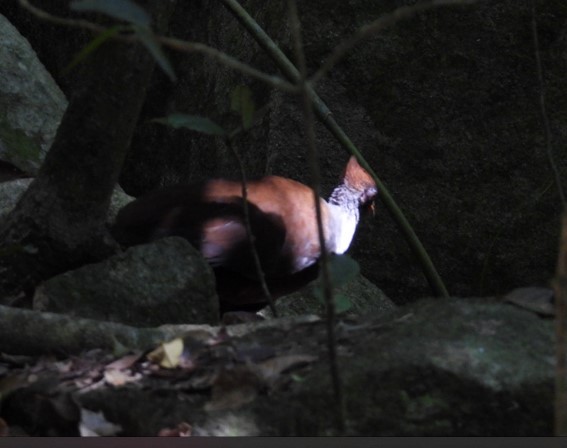Orange-footed Megapode - ML624374743