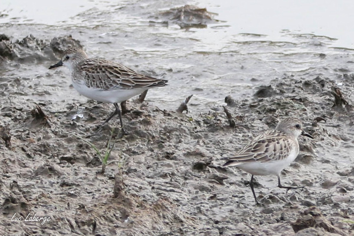 Semipalmated Sandpiper - ML624374823