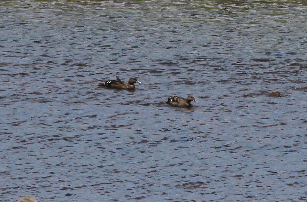 African Black Duck - ML624374954