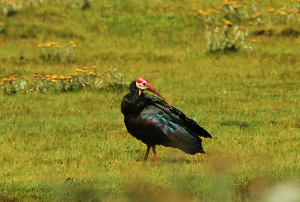 Southern Bald Ibis - Scott Watson