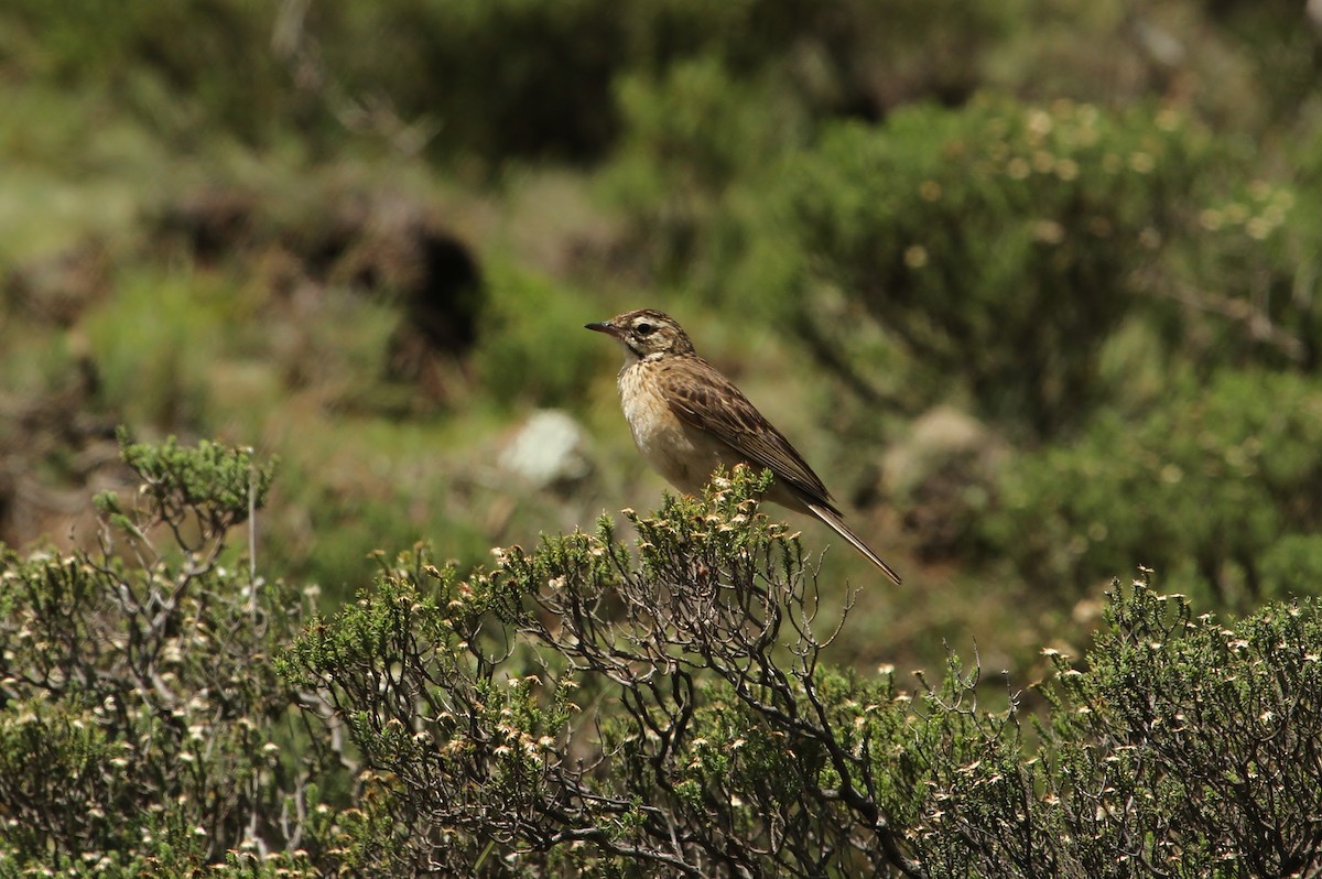 Mountain Pipit - ML624374976