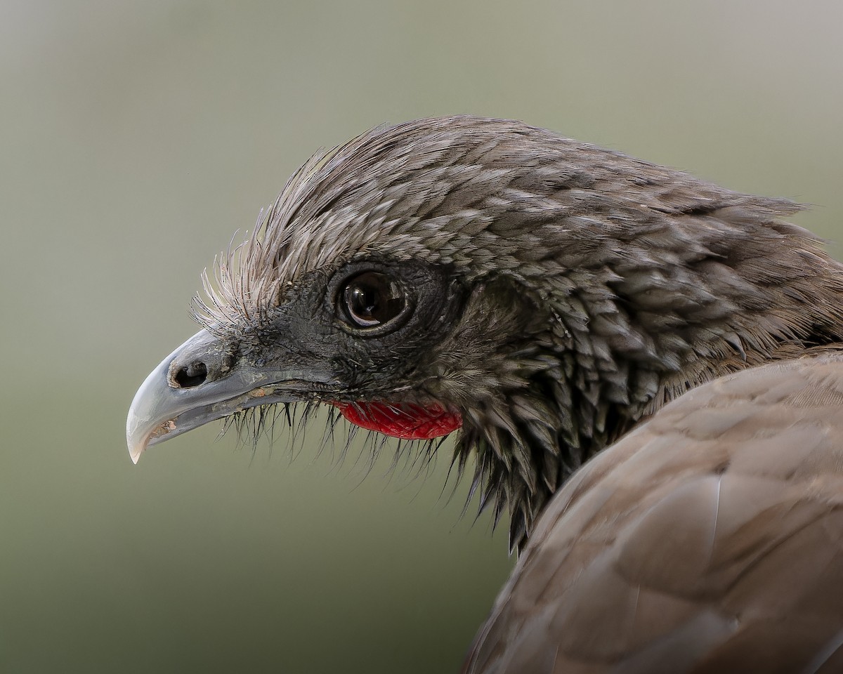 Colombian Chachalaca - Jairo Cadavid