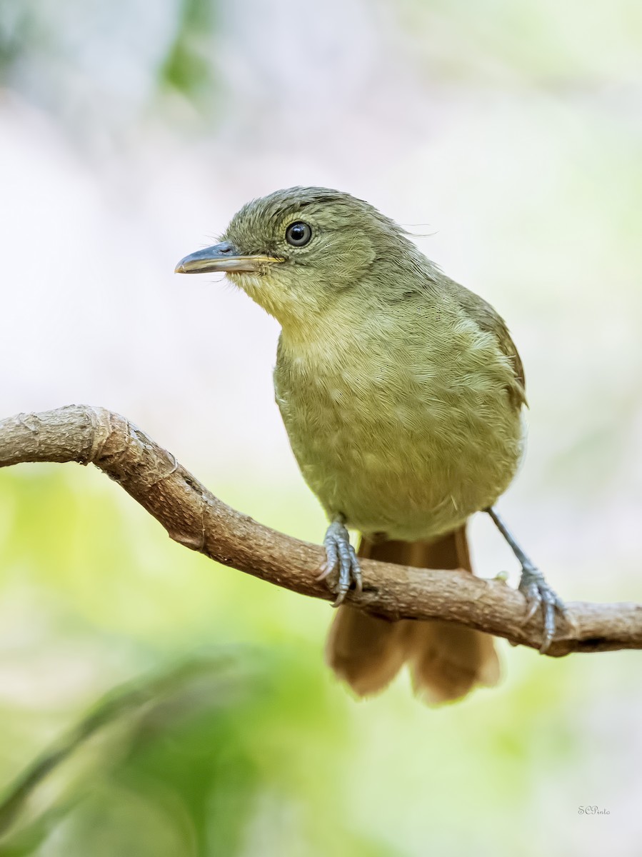 Cabanis's Greenbul - ML624375087