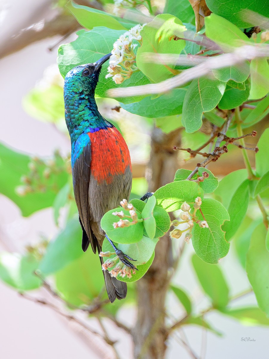 Bergnektarvogel (ludovicensis) - ML624375088