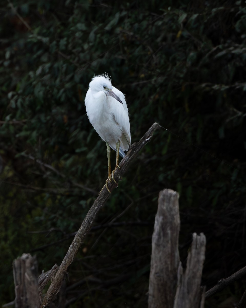 Little Blue Heron - ML624375114