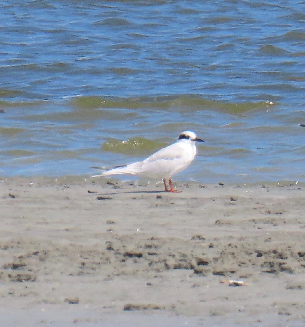 Forster's Tern - ML624375154