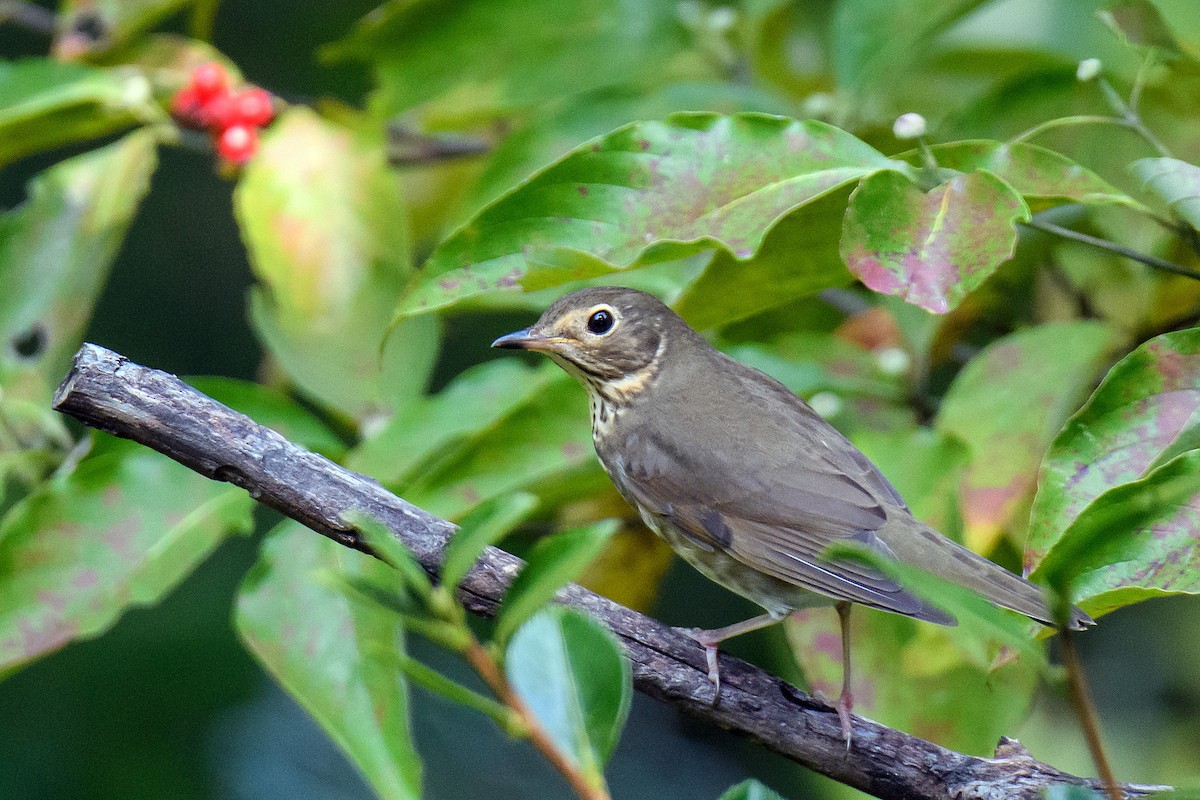 Swainson's Thrush - Naseem Reza