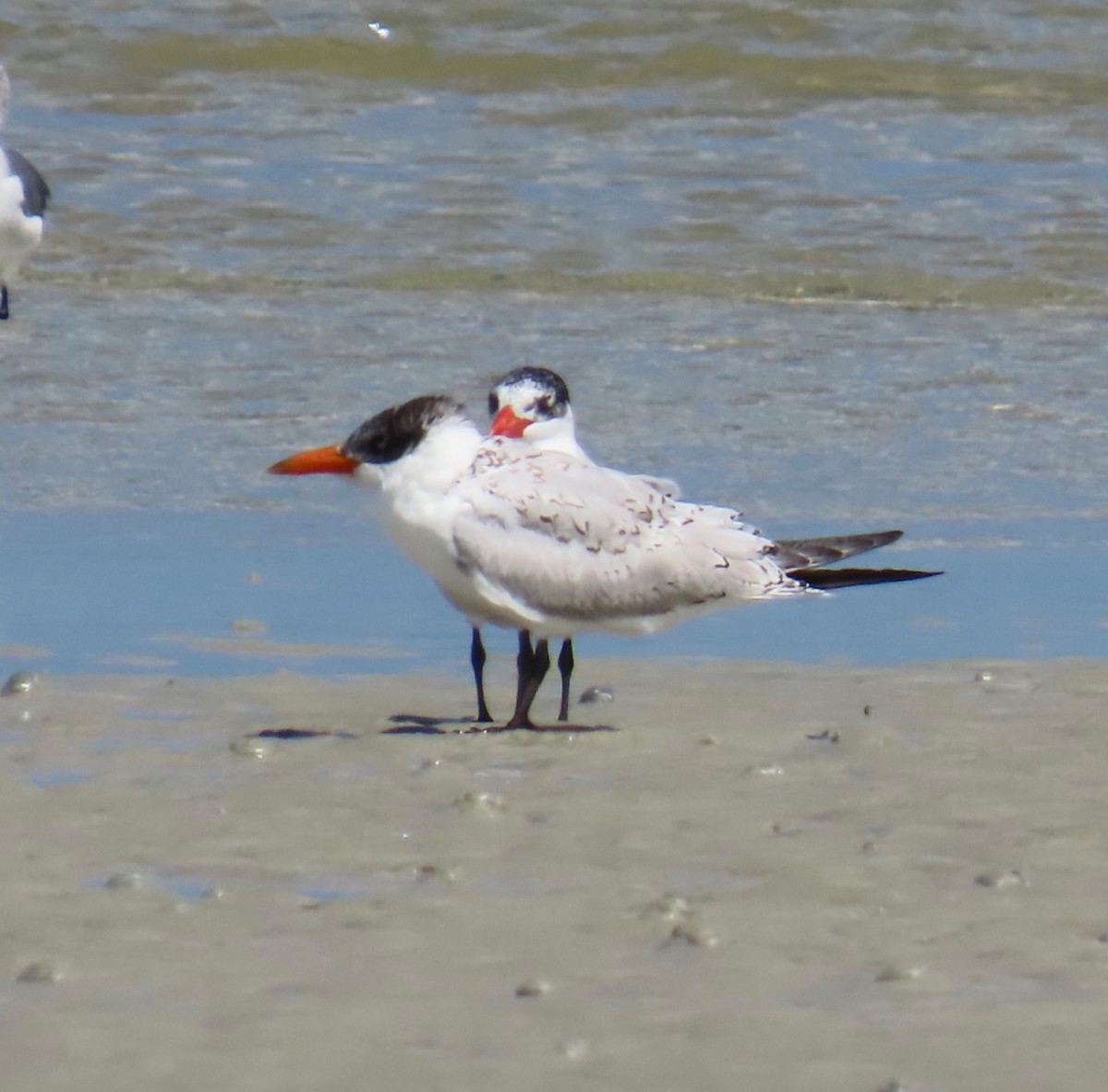 Caspian Tern - ML624375210