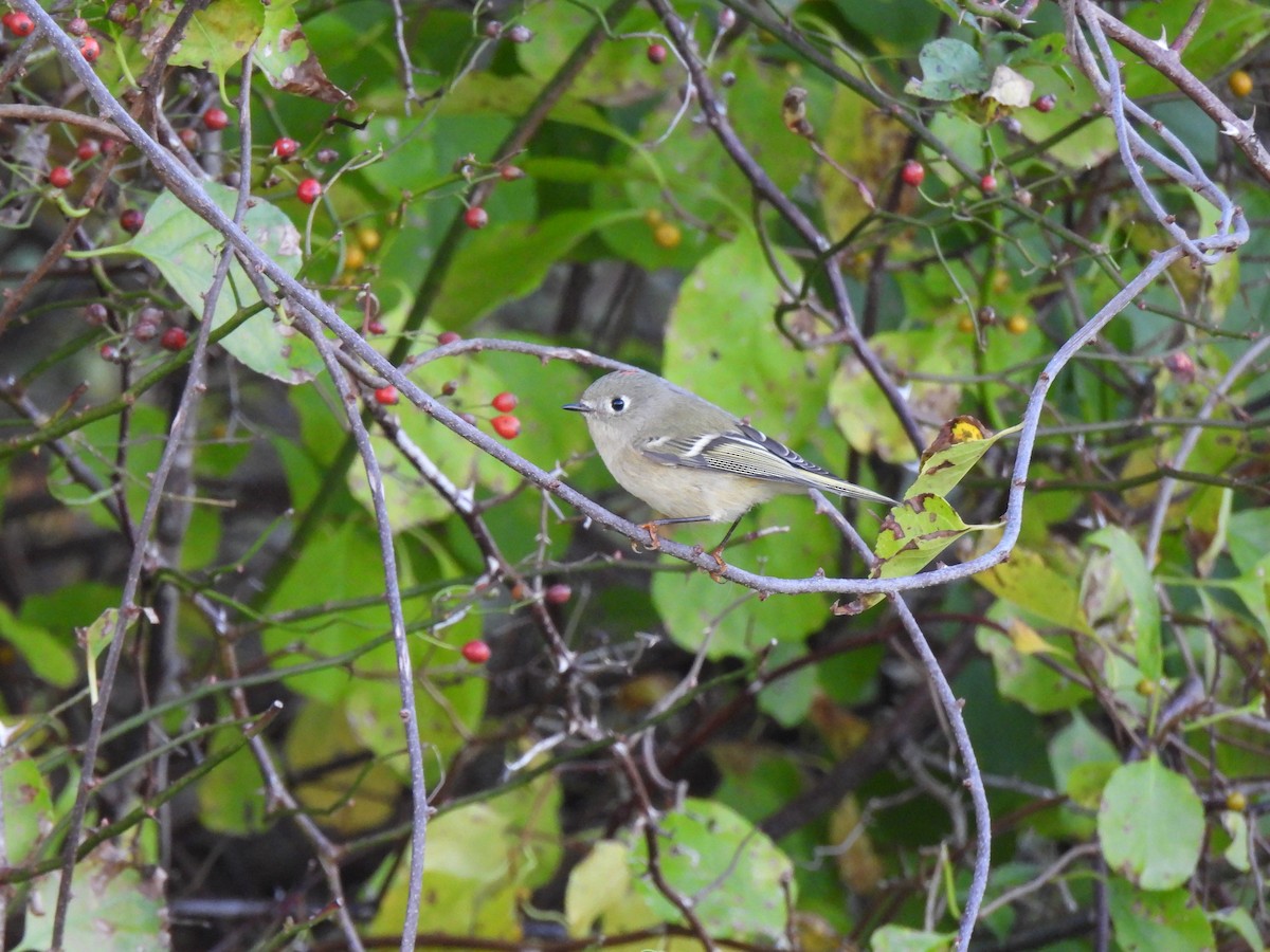 Roitelet à couronne rubis - ML624375240