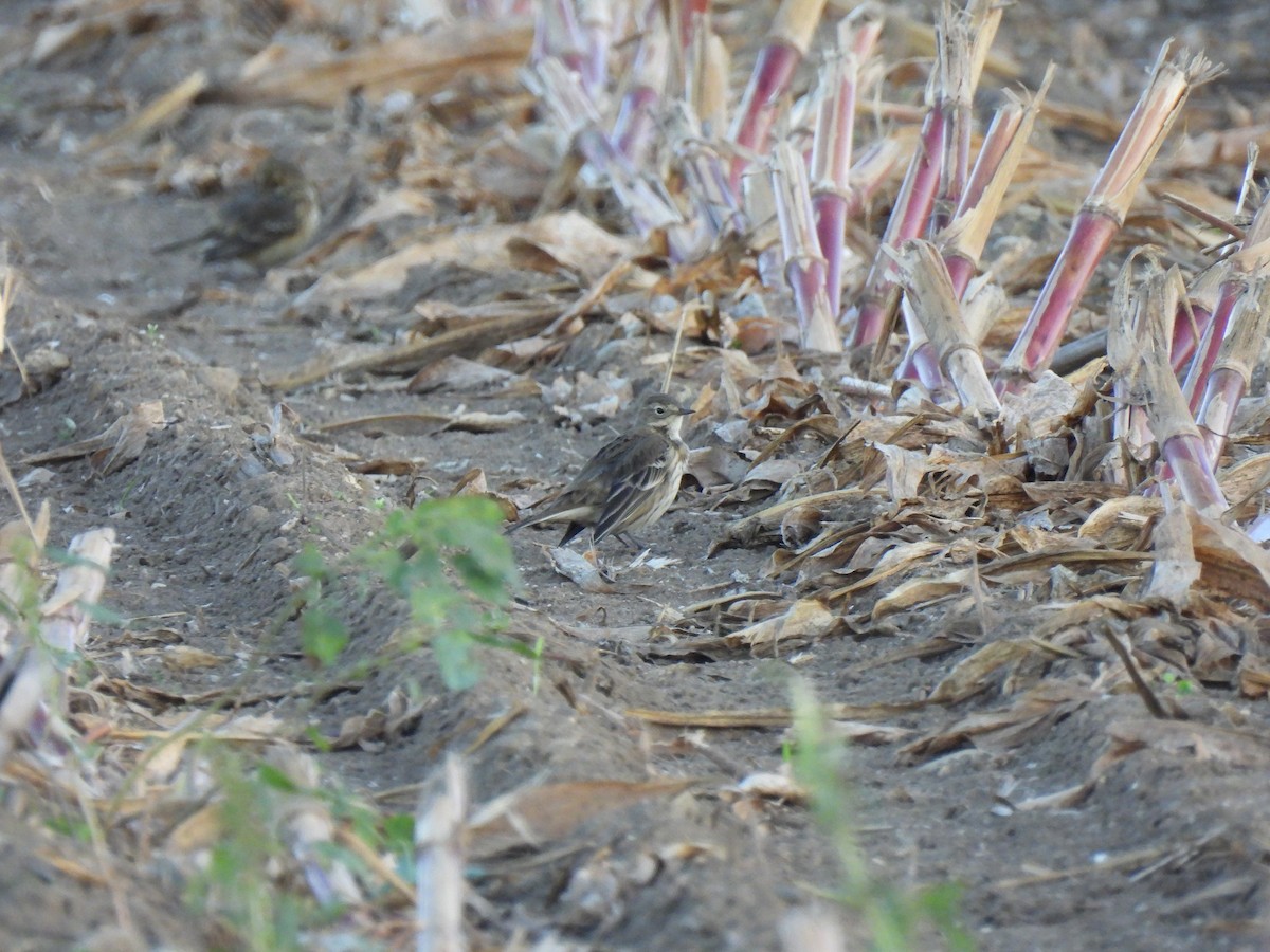 Pipit d'Amérique - ML624375264