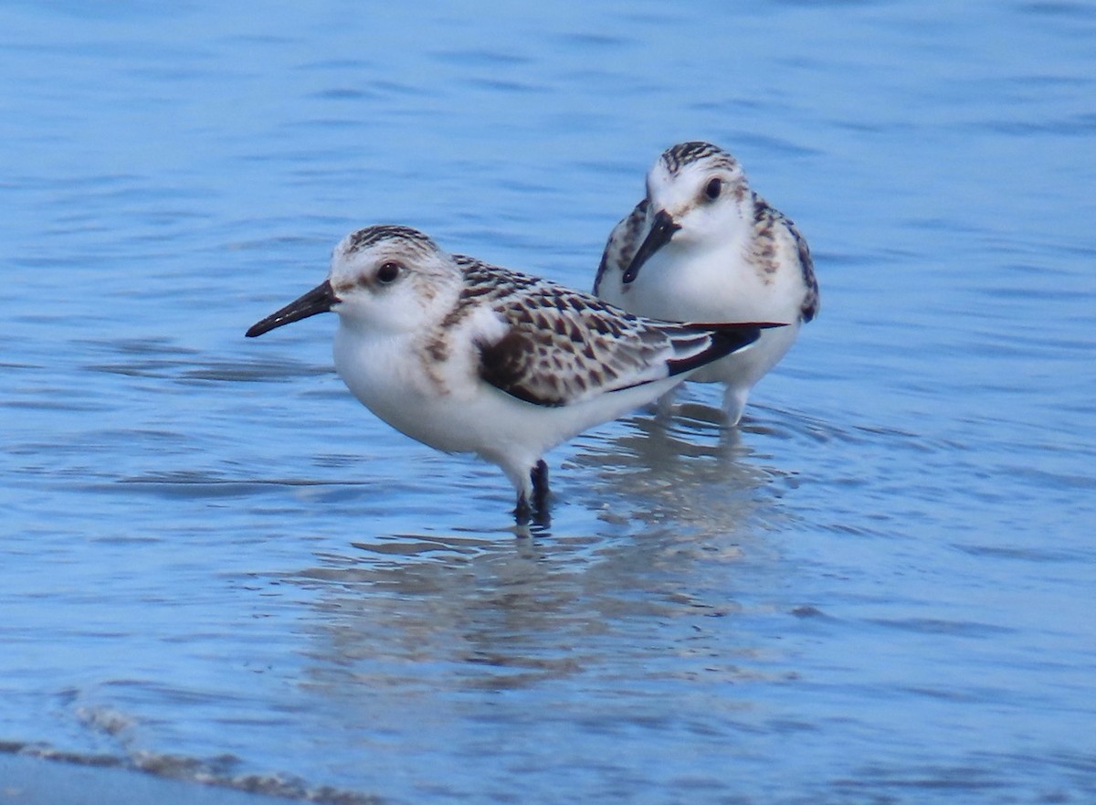 Sanderling - ML624375353