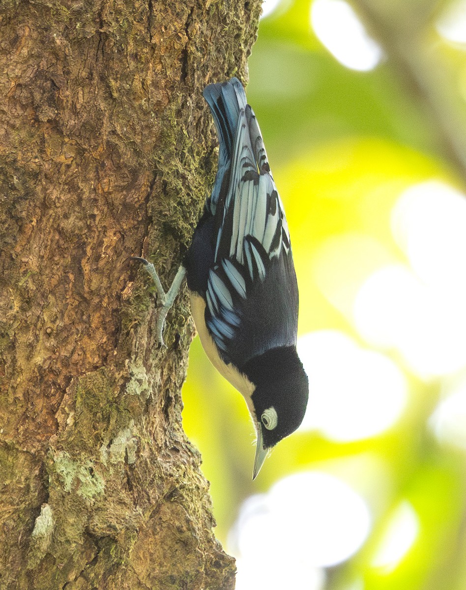 Blue Nuthatch - ML624375366