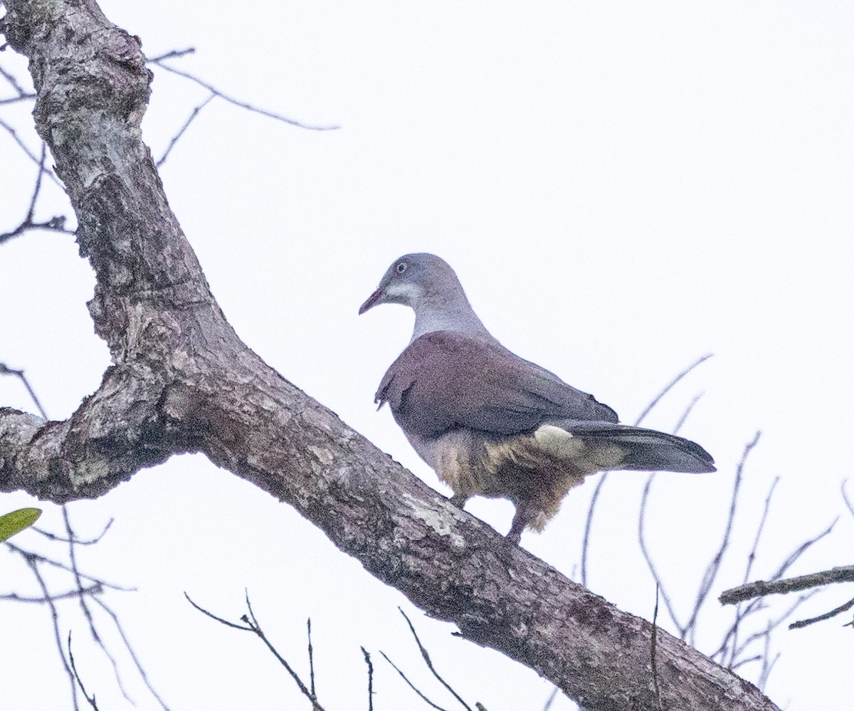 Mountain Imperial-Pigeon - ML624375418