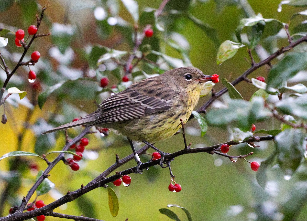 Kirtland's Warbler - ML624375431