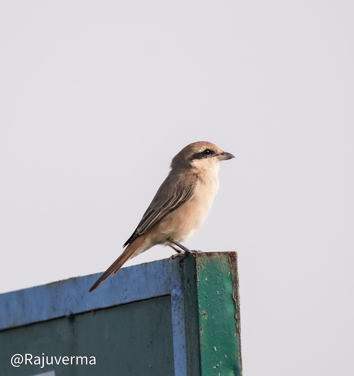 Isabelline Shrike - ML624375436