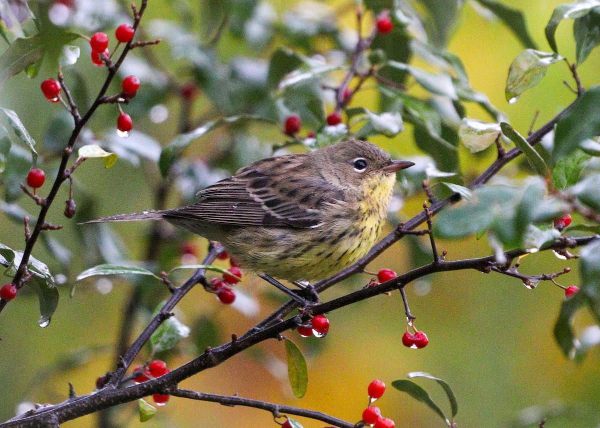 Kirtland's Warbler - ML624375437