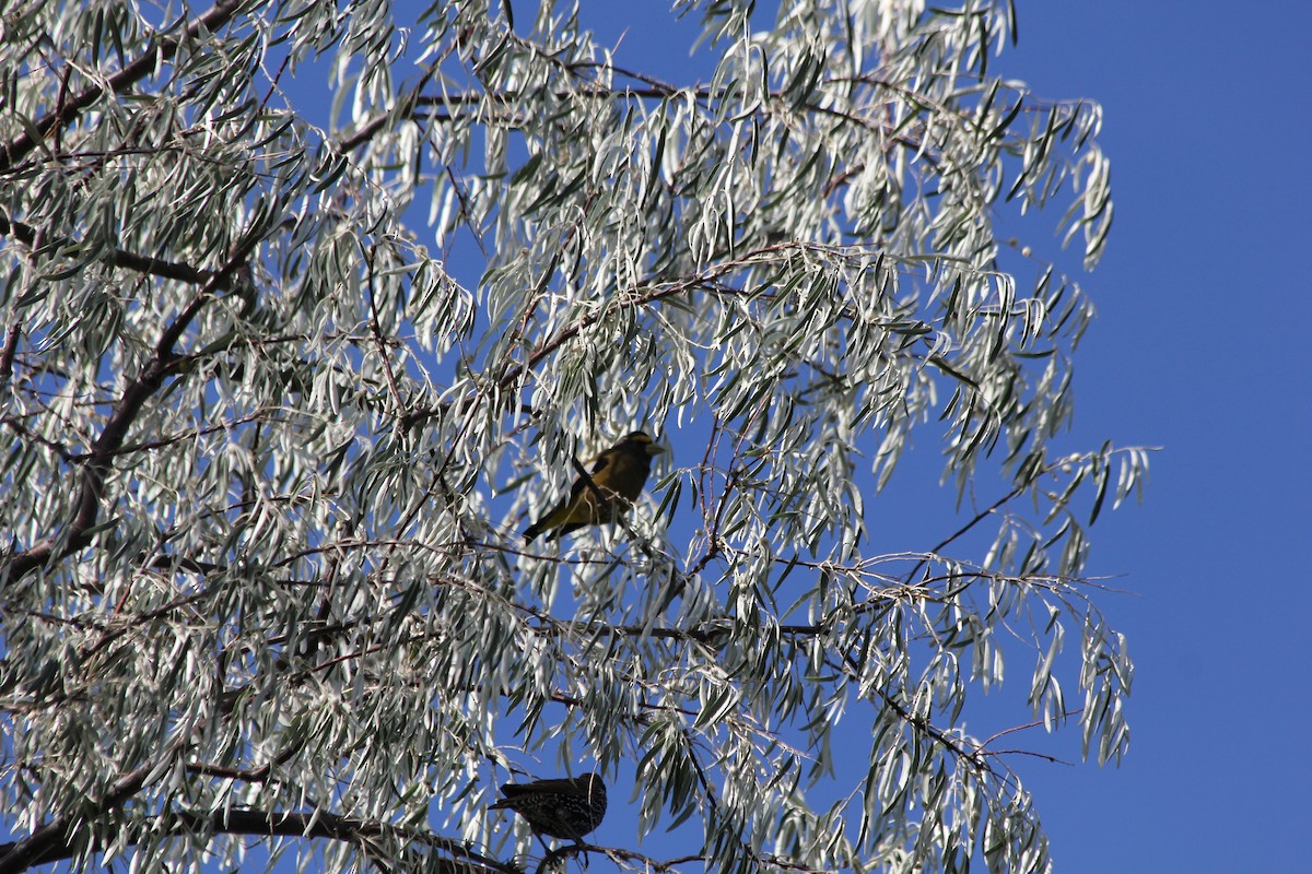 Evening Grosbeak - ML624375503