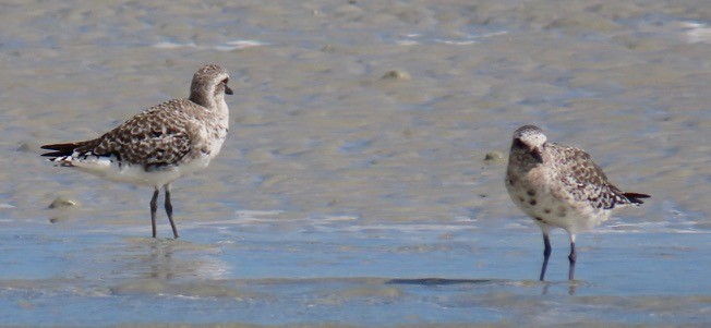 Black-bellied Plover - ML624375601