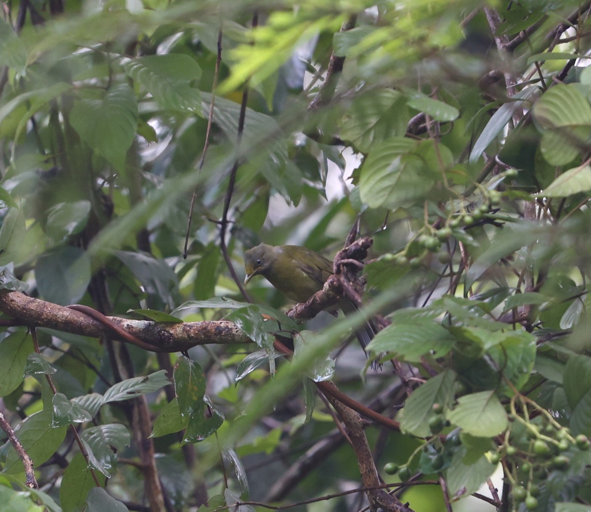 Bulbul Cabecigrís - ML624375684