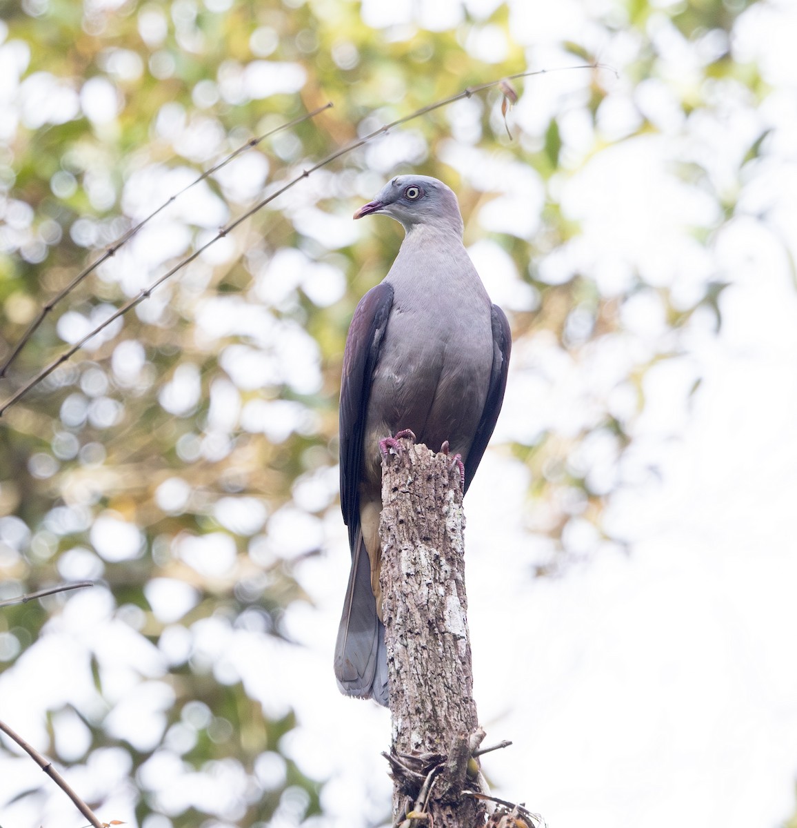 Mountain Imperial-Pigeon - Marie Lister