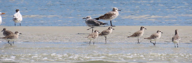 Black-bellied Plover - ML624375712