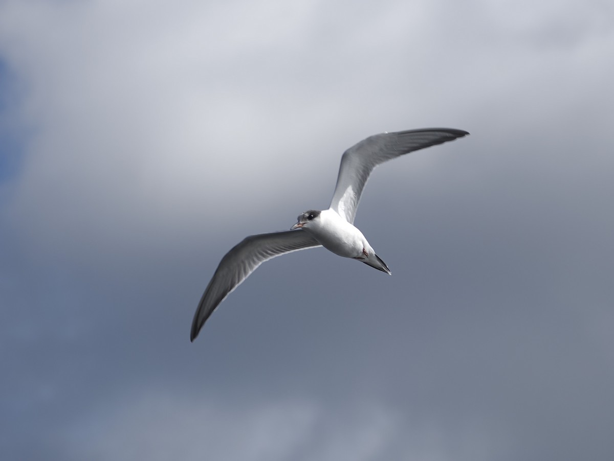 Common Tern - Jeffery Sole