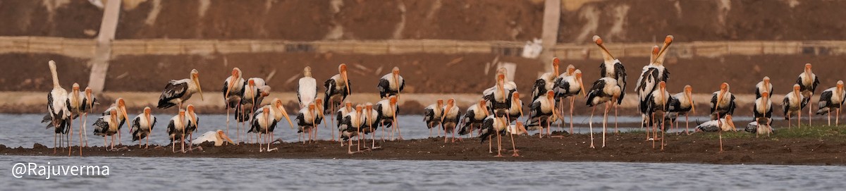 Painted Stork - ML624375824