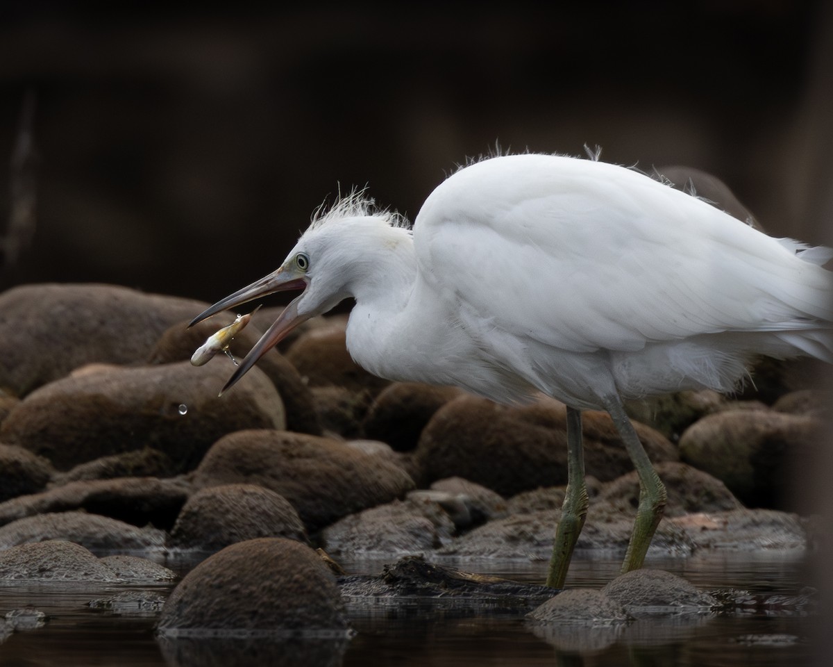 Little Blue Heron - ML624375973