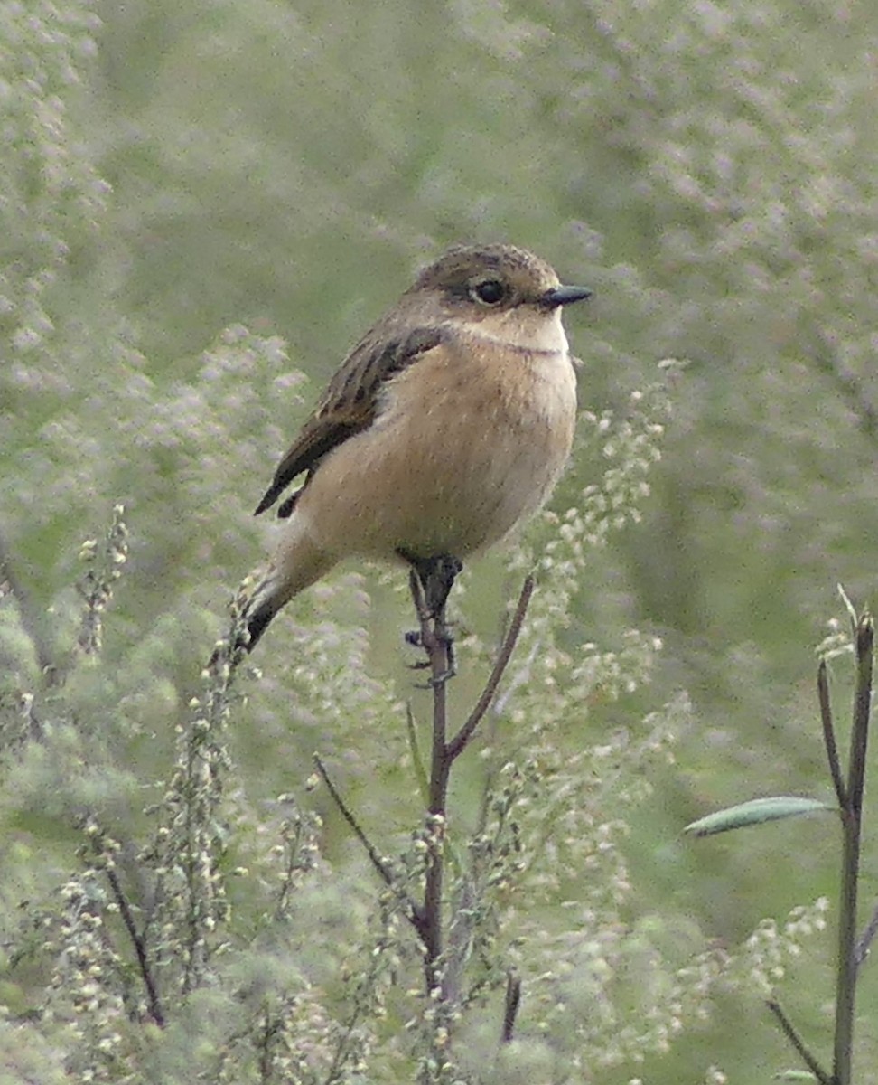 Amur Stonechat - Detlef Davies