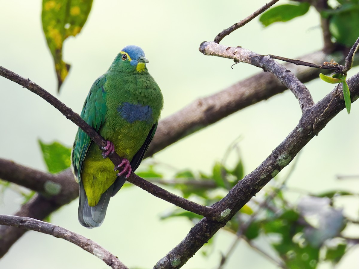 Blue-capped Fruit-Dove - ML624376049