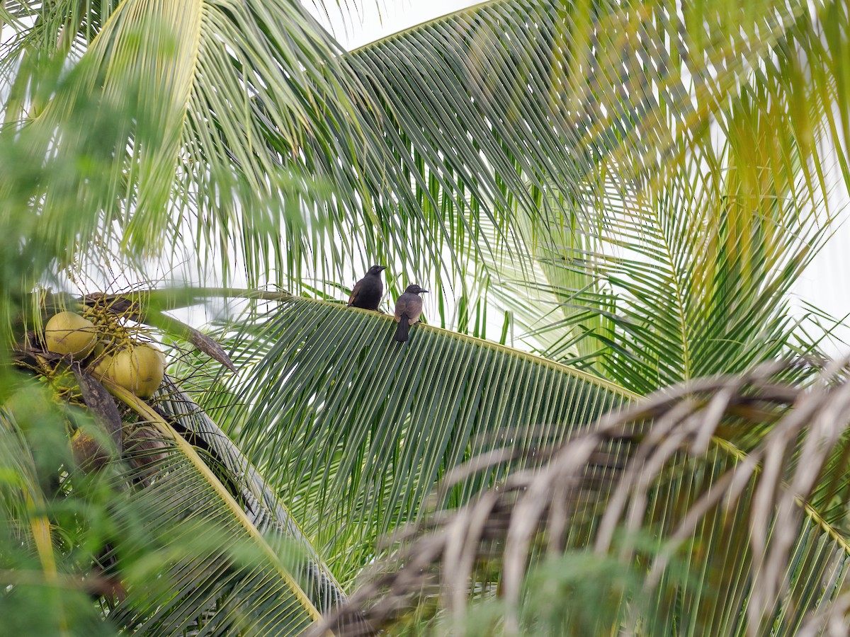 Halmahera Paradise-crow - ML624376128