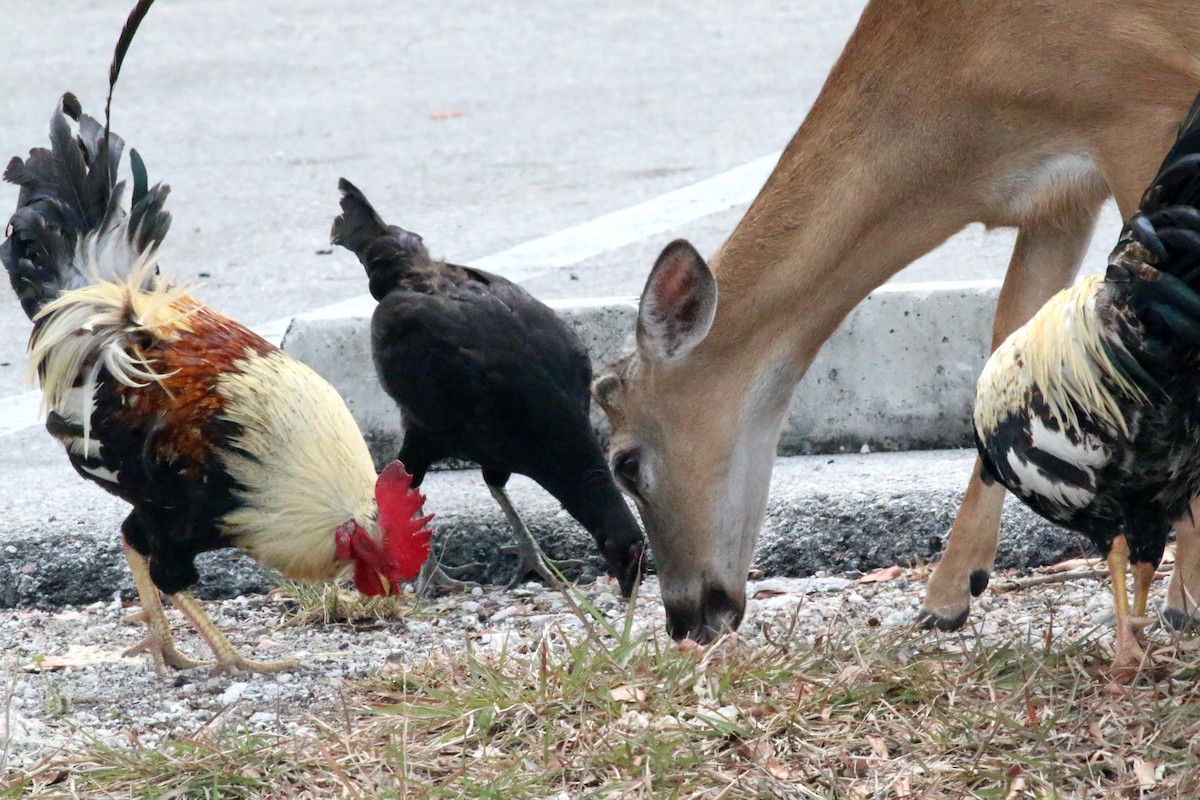 Red Junglefowl (Domestic type) - ML624376239