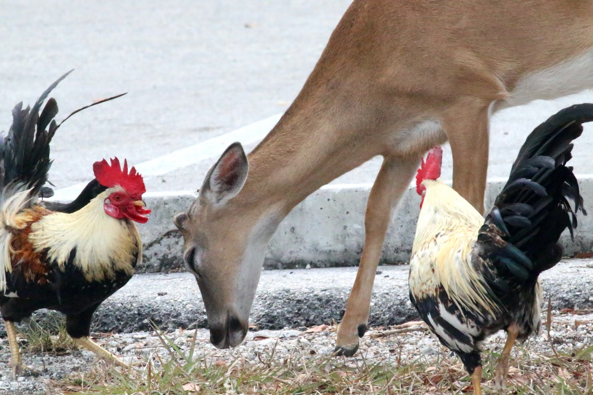 Red Junglefowl (Domestic type) - ML624376240