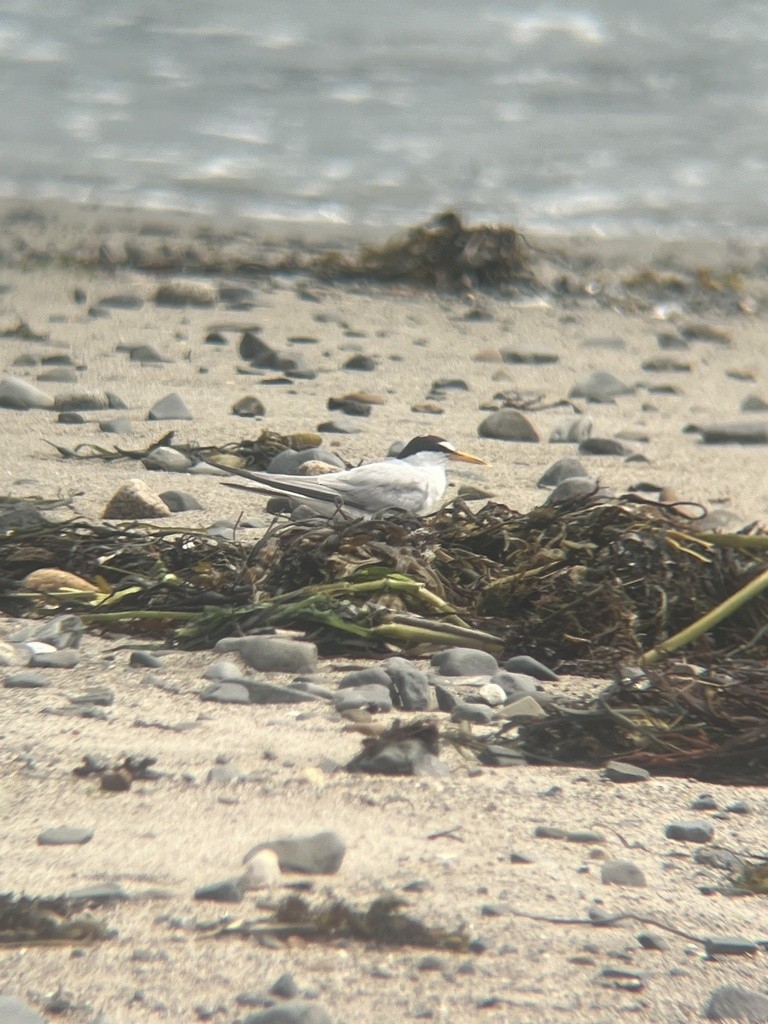 Least Tern - ML624376306