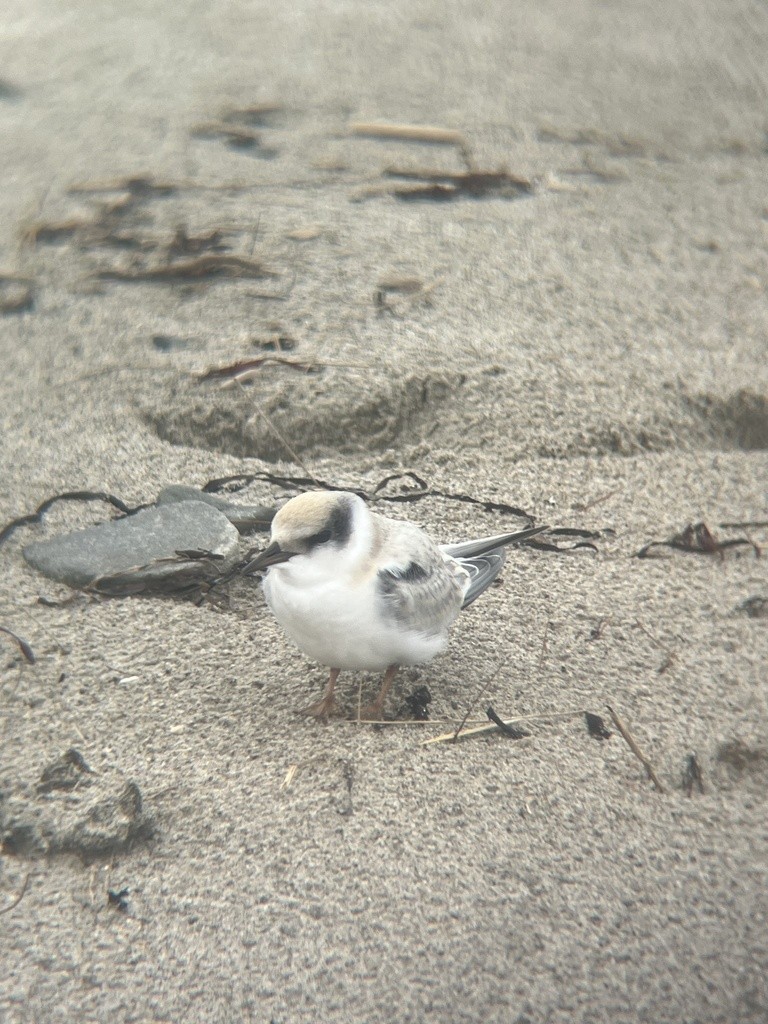 Least Tern - ML624376309