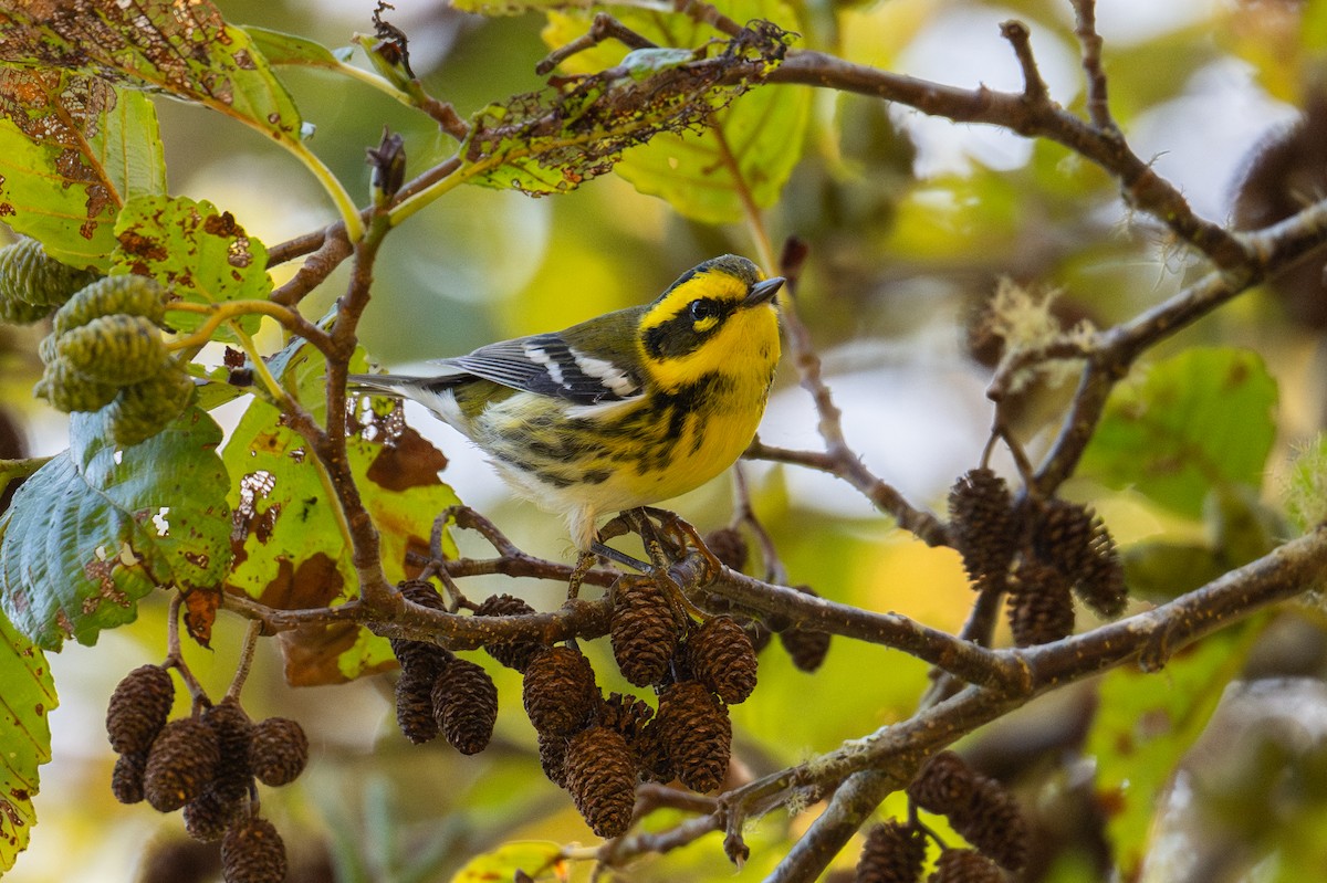 Townsend's Warbler - ML624376363