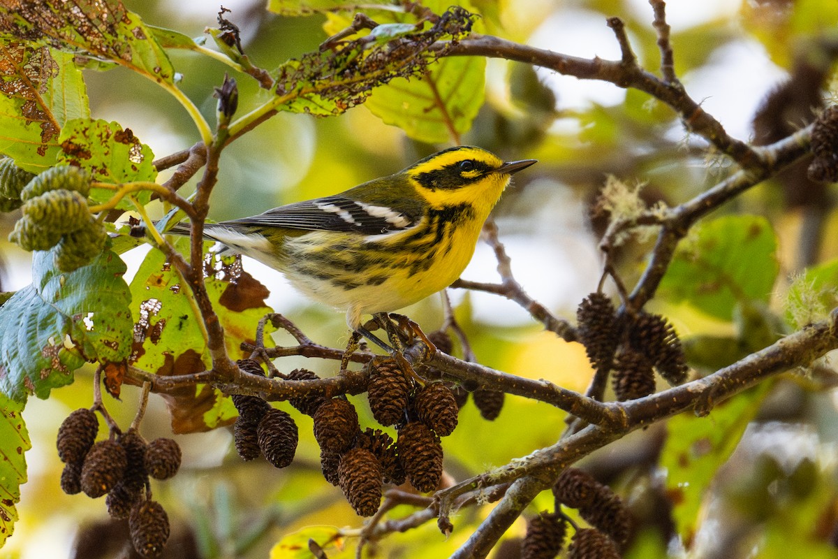 Townsend's Warbler - ML624376367