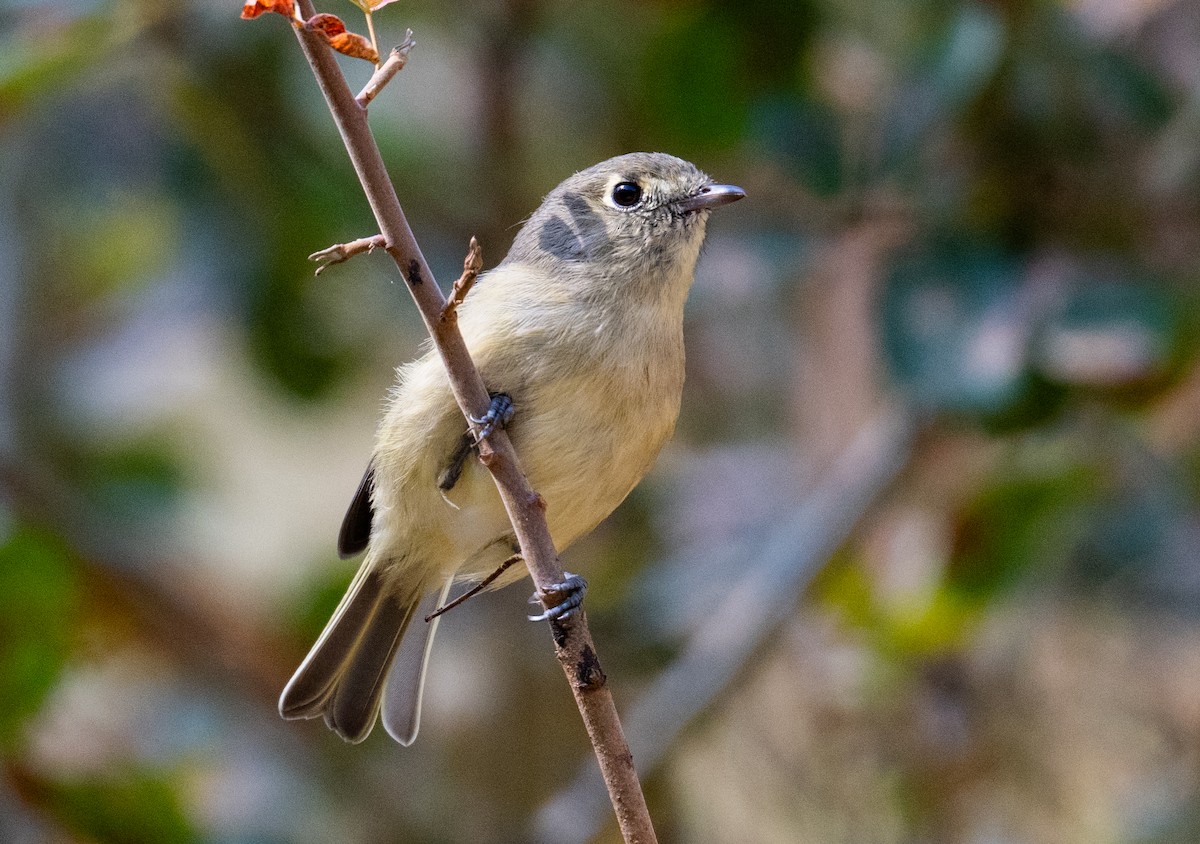 Hutton's Vireo - ML624376375
