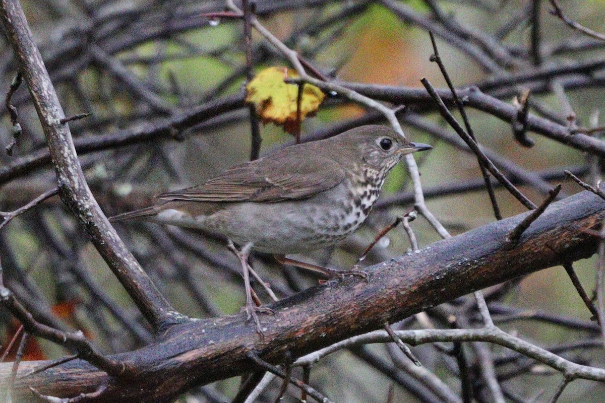 Gray-cheeked Thrush - ML624376619