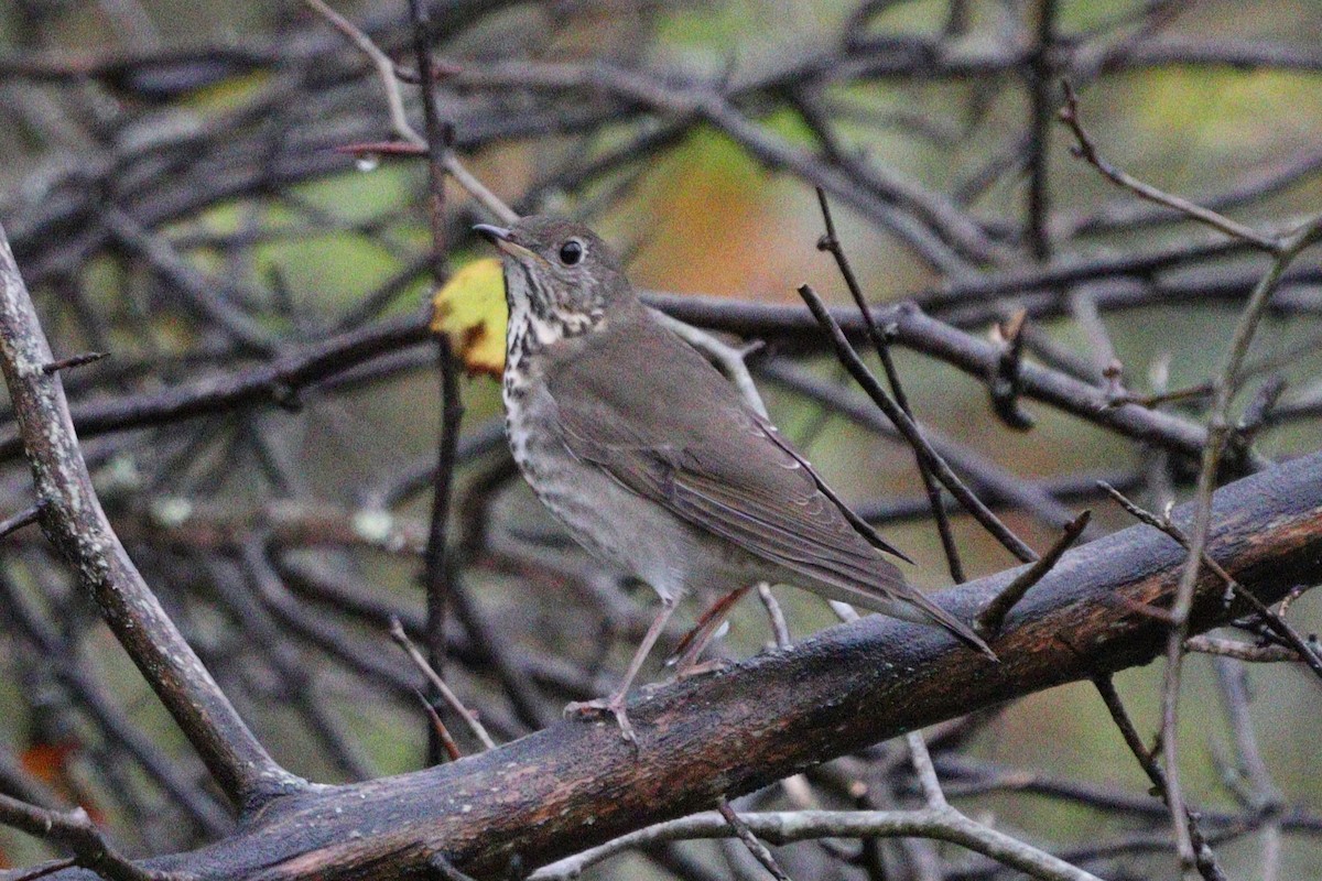 Gray-cheeked Thrush - ML624376620